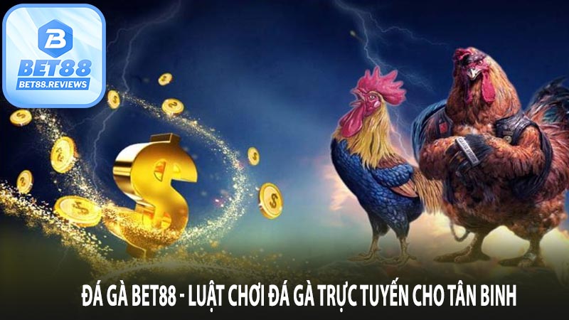 Đá gà bet88 - Luật chơi đá gà trực tuyến cho tân binh