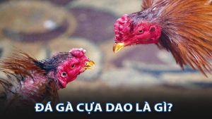 Đá gà cựa dao là gì?