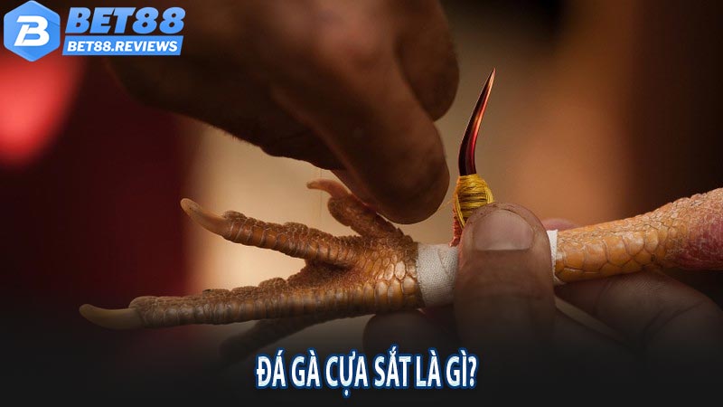 Đá gà cựa sắt là gì?