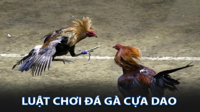 Luật chơi đá gà cựa dao